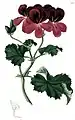 Pelargonium "Daveyanum" (Davey's stork's-bill), c.1822.