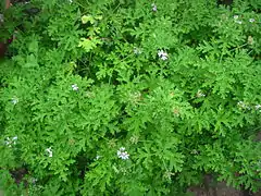 An adult Pelargonium 'Mint Rose' at Ryton Organic Gardens, near Rugby, Warwickshire