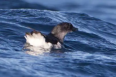 Bird resting on the ocean's surface