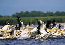 Pelicans in the Danube Delta, Romania