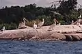 Pelicans on Big Whiteshell Lake