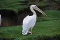 Great white pelican