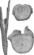 illustration of a partial mandible and two partial vertebrae