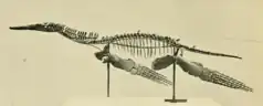 Photograph of a mounted skeleton in side view