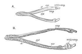 mandible of Peloneustes compared to "Pliosaurus" andrewsi, both seen from above