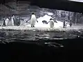 Penguins