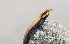 Psammophilus agama basking