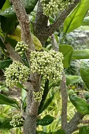 Flowers in bud