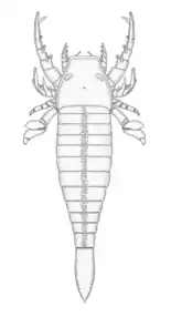 Schematic reconstruction of Pentecopterus decorahensis