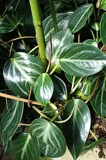 Peperomia maculosa