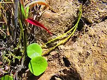 Peperomia monticola