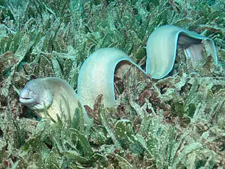 Peppered moray in seagrass