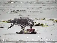 Peregrine falcon