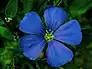 National Flower: Flax