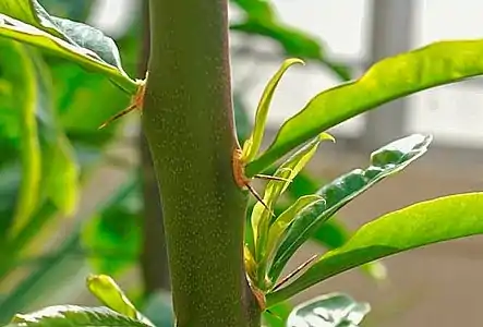 Areoles on this stem of R. grandiflorus have brachyblast leaves (stage B)