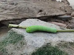 Caterpillar with eyespots in their resting state