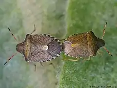 Mating