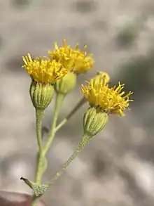 Three small yellow flowers emerging from three green buds on a single plant