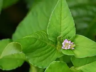 Pink flowers