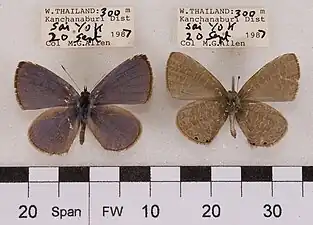 Museum specimen