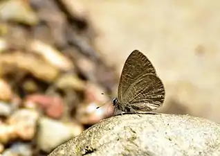 Ventral view