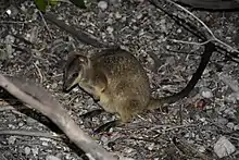 Brown wallaby