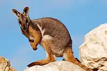 Brown rock-wallaby