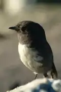 New Zealand South Island Robin (Petroica australis australis)