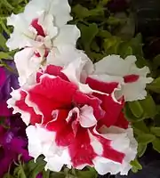 Petunia 'Red Pirouette'