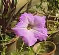 A form of Petunia axillaris with a light pink flower