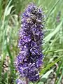 Inflorescence detail