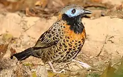 Ocellated antbird, Darién. An uncommon bird of humid forest, mainly in the lowlands.