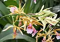 Flowers of Phaius tankervilleae