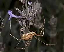 Female side view