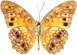 P. e. eurytis, ventral view Cameroon