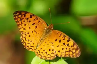 Dorsal view