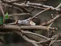 The buff wingtips of this moth aid in camouflage.