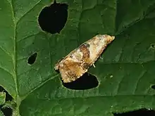 Phalonidia udana against a green leaf background. The entire body of the moth is visible, centered, and in focus. The leaf has holes.