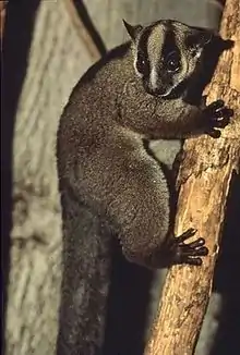 Brown lemur