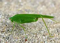 Phaneroptera nana, female