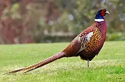 Mongolian ringneck-typecommon pheasant Male