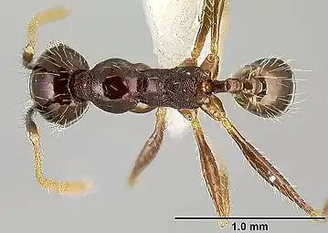 The top view of a "minor" worker of P. purpurea, with a scale to distinguish size