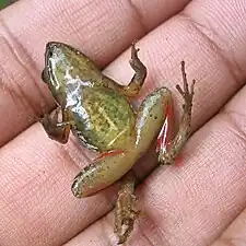 Ventral view