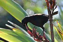 Feeding from a flax flower