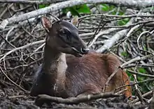 Philippine Deer