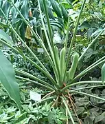 Flowers and petioles.