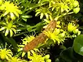 Caterpillar (brown variant) on Aeonium