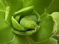 Caterpillar (green variant) on Aeonium