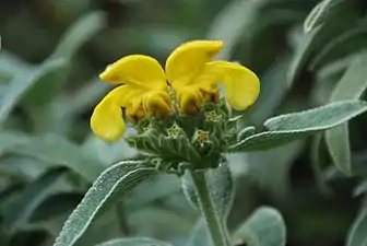 Phlomis