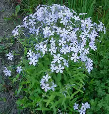 Large clump of P. divaricata ssp. laphamii